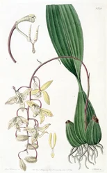 Cirrhaea loddigesii